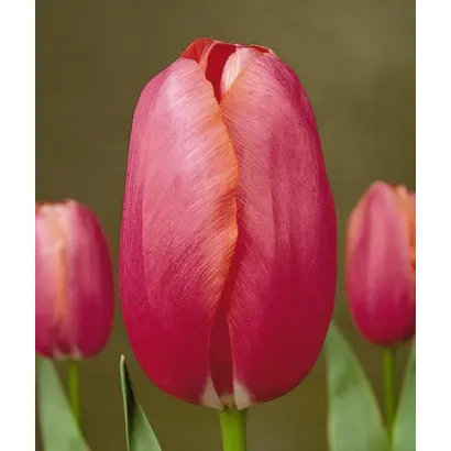 Renown / Рэноwн