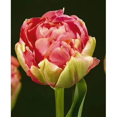 Renown Unique / Рэноwн Униqуэ