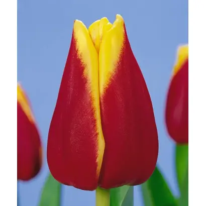 Reputation / Рэпутатион