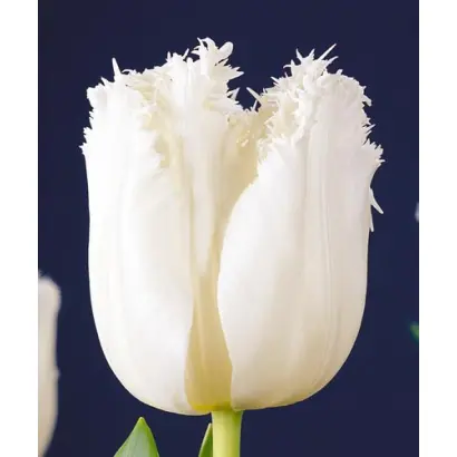 RГ©desa / РГ©дэса