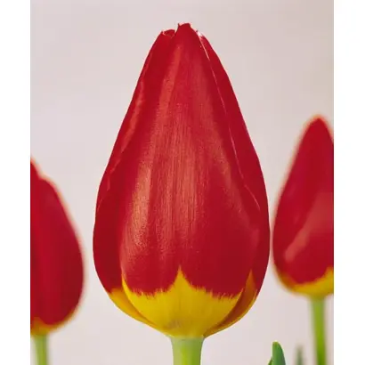 Rhodos / Рhодос