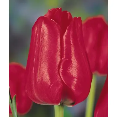 Rigoletto / Риголэтто