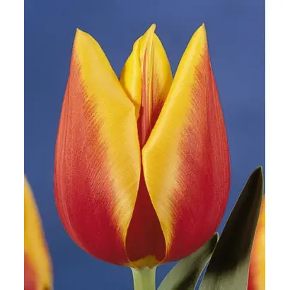 Rio Grande / Рио Грандэ