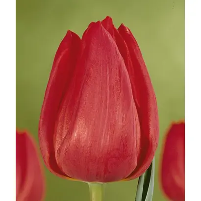 RiviГЁra / РивиГЁра