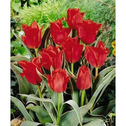 Rob Verlinden / Роб Вэрлиндэн