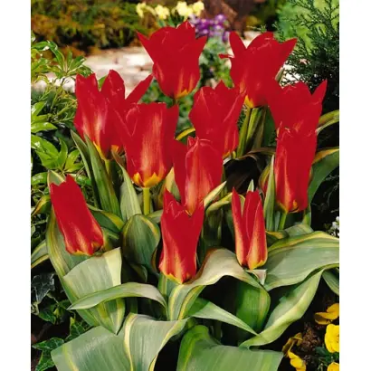 Robassa / Робасса