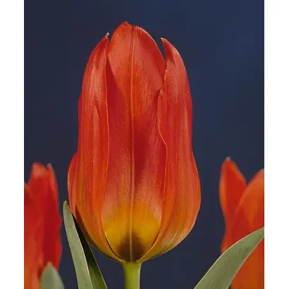 Robert Schuller / Робэрт Счуллэр