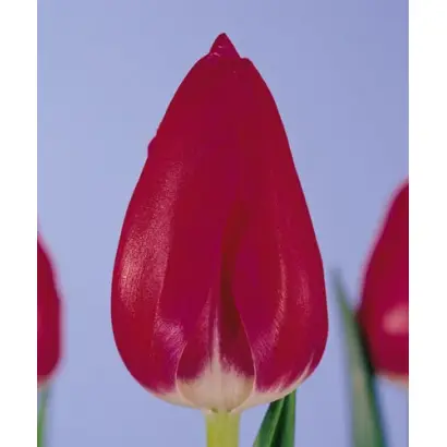 Rocardo / Роцардо