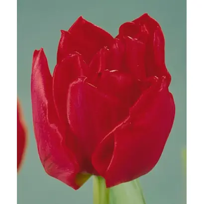 Rock and Roll / Роцк анд Ролл