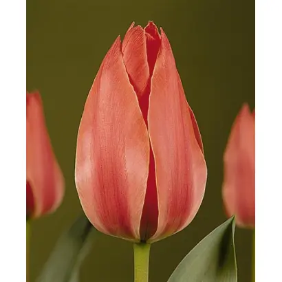 Rockery Master / Роцкэрь Мастэр