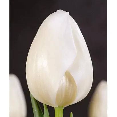 Rocky Mountains / Роцкь Моунтаинс