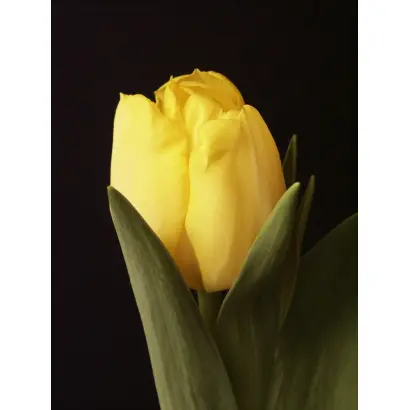 Rocky Yellow / Роцкь Ьэллоw