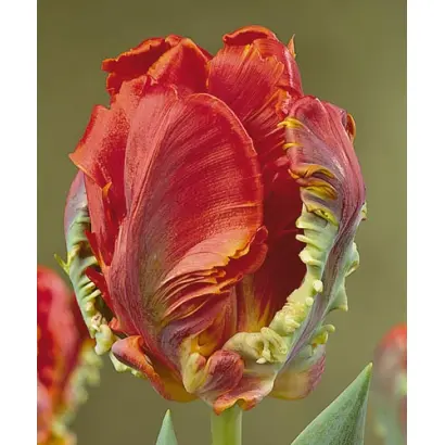 Rococo / Роцоцо