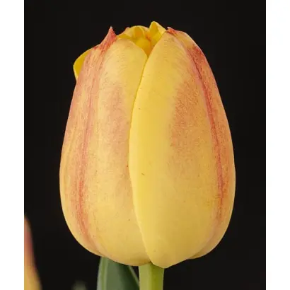 Roelevaer / Роэлэваэр