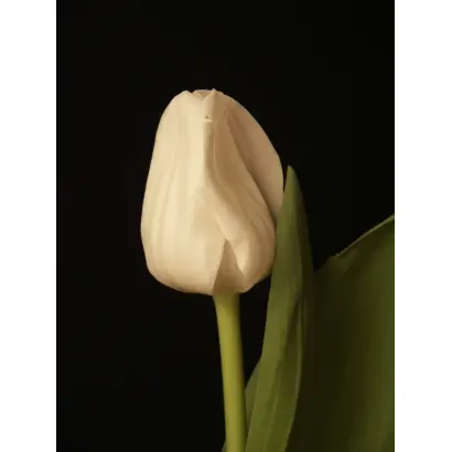 Roelina / Роэлина