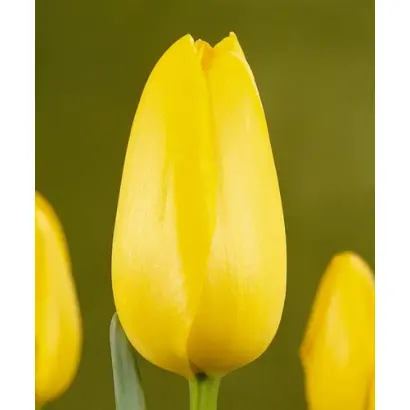 Roi du Midi / Рои ду Миди