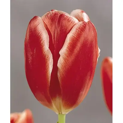 Roland / Роланд