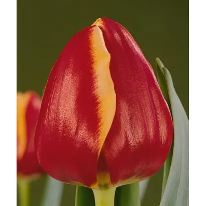 Roland's Glory / Роланд'с Глорь