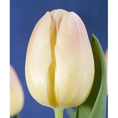 Romance / Романцэ