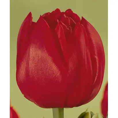 Romein's Beauty / Ромэин'с Бэауть