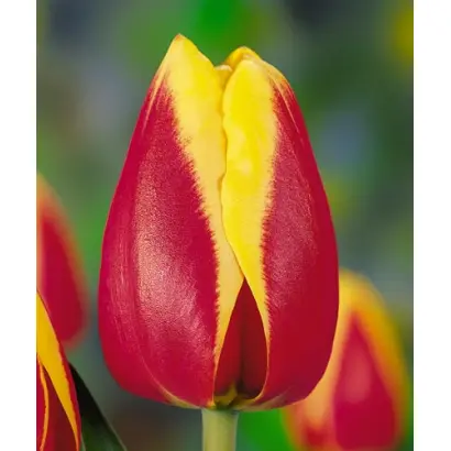 Ronald McDonald House / Роналд МцДоналд Hоусэ