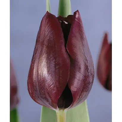 Ronaldo / Роналдо