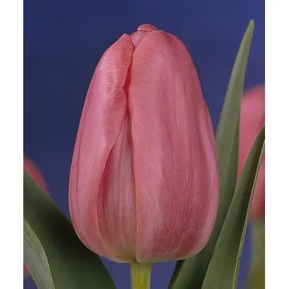 Rosa Listo / Роса Листо