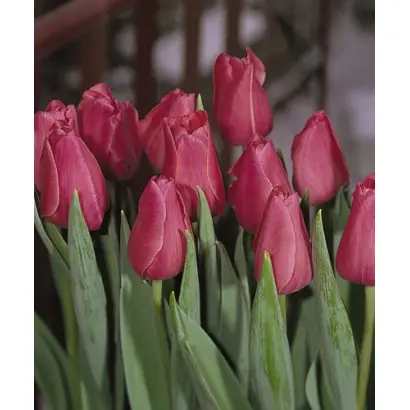 Rosamunde / Росамундэ