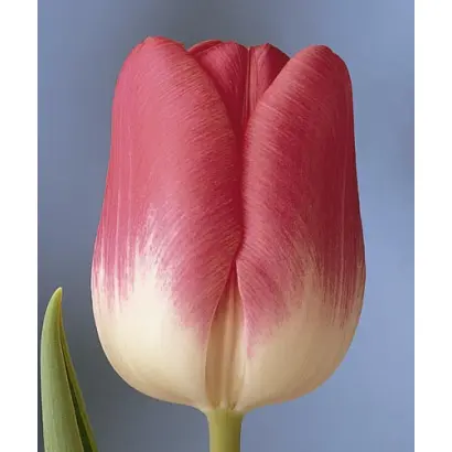 Rosario / Росарио