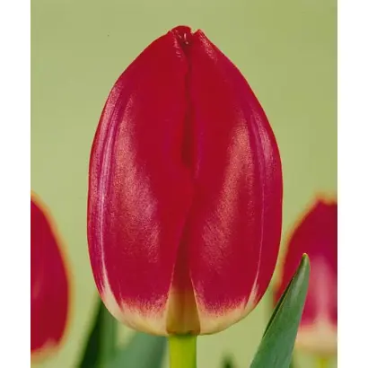 Rose Mark / Росэ Марк