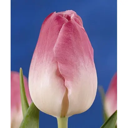 Rose Supreme / Росэ Супрэмэ