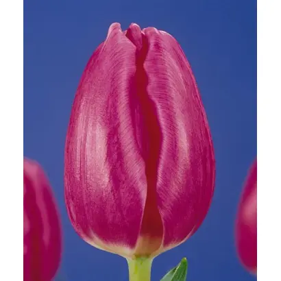 Rose Tendre / Росэ Тэндрэ