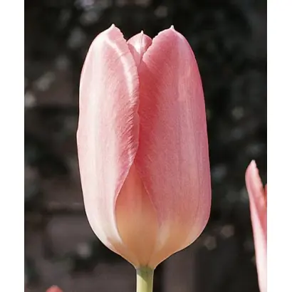 Rosy Wings / Рось Wингс