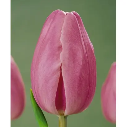 Roxette / Роxэттэ