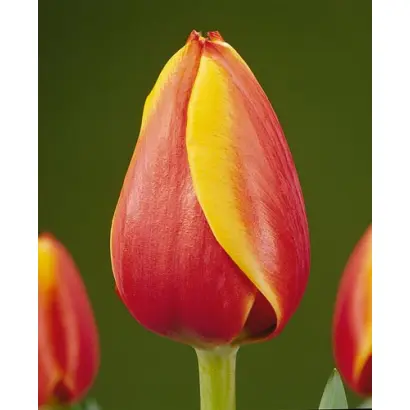 Royal Ad Rem / Роьал Ад Рэм