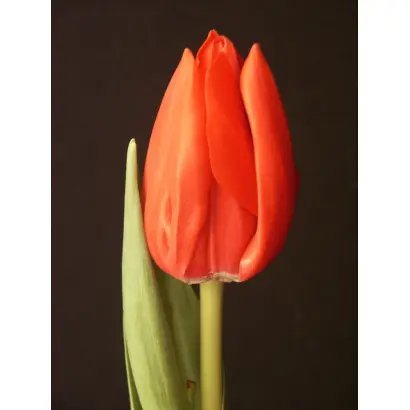 Royal Cardinal / Роьал Цардинал