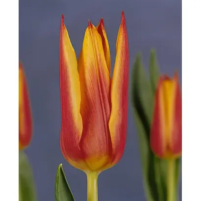 Royal Design / Роьал Дэсигн