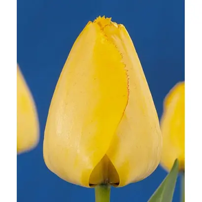 Royal Elegance / Роьал Элэганцэ