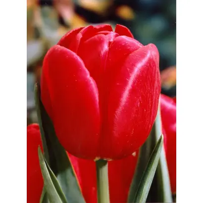 Royal Master / Роьал Мастэр