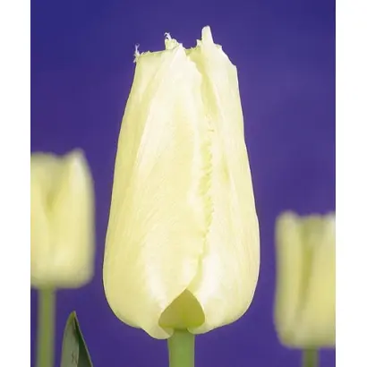 Royal Sphinx / Роял Сфинкс