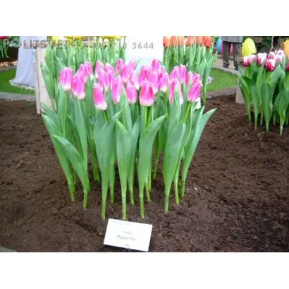 Royal Ten / Роьал Тэн