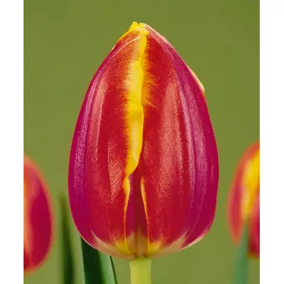 Royal van der Mark / Роьал ван дэр Марк