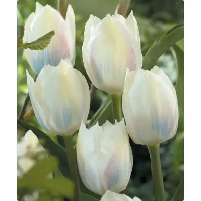 Royal Virgin / Роьал Виргин