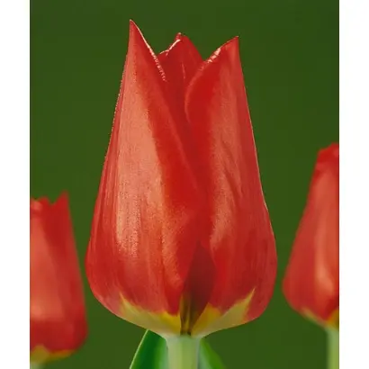 Rubato / Рубато