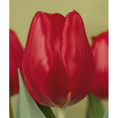 Ruby Red / Рубь Рэд