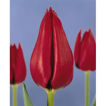 Sacajawea / Сацаяwэа