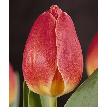 Sacramento / Сацрамэнто