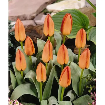 Safari / Сафари