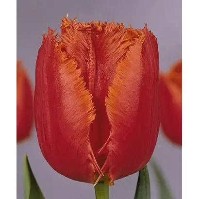 Sagitta / Сагитта