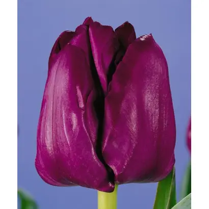 Saigon / Саигон